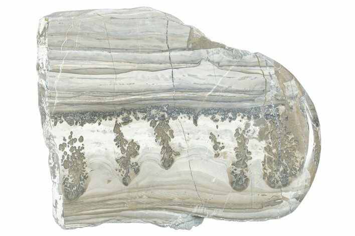 Triassic Aged Stromatolite Fossil - England #285846